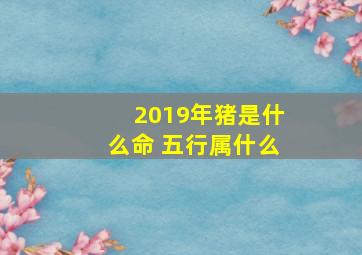 2019年猪是什么命 五行属什么